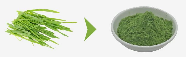 Barley Grass Juice powder