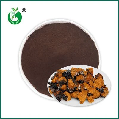 Chaga kivonat por