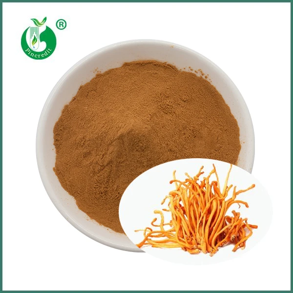 Organikus Cordyceps gomba Militaris kivonat